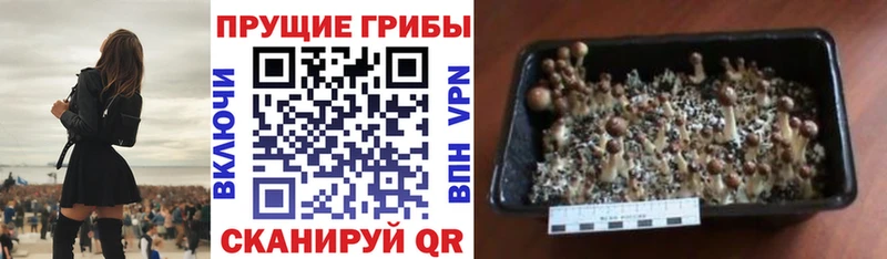 где найти   сайты даркнета клад  Псилоцибиновые грибы мухоморы  Великие Луки 